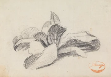Study of Leaves 2